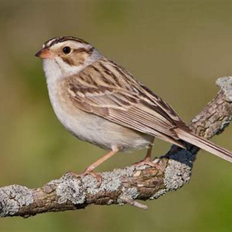 Where do clay-colored sparrows live?