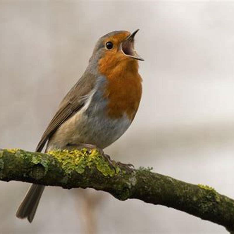 What Birds Make Noise At Night In Florida