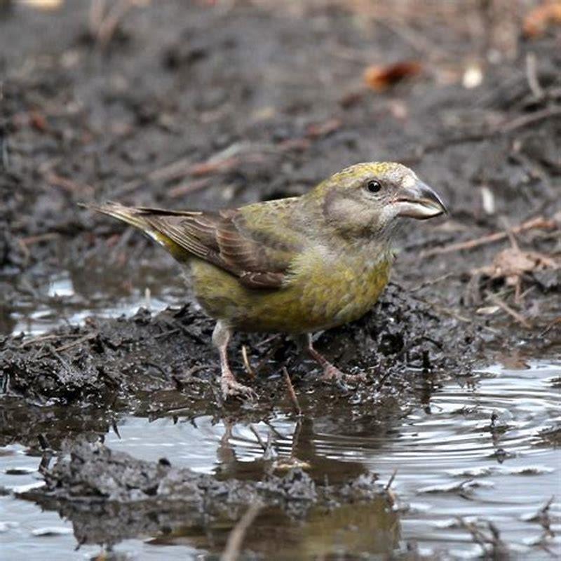 Where do crossbill birds live?