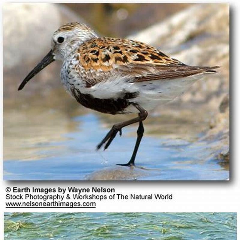 Where do Dunlins nest?