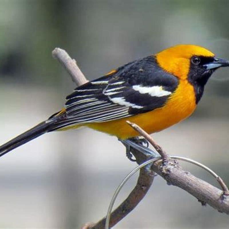 Where do Hooded Orioles migrate to?