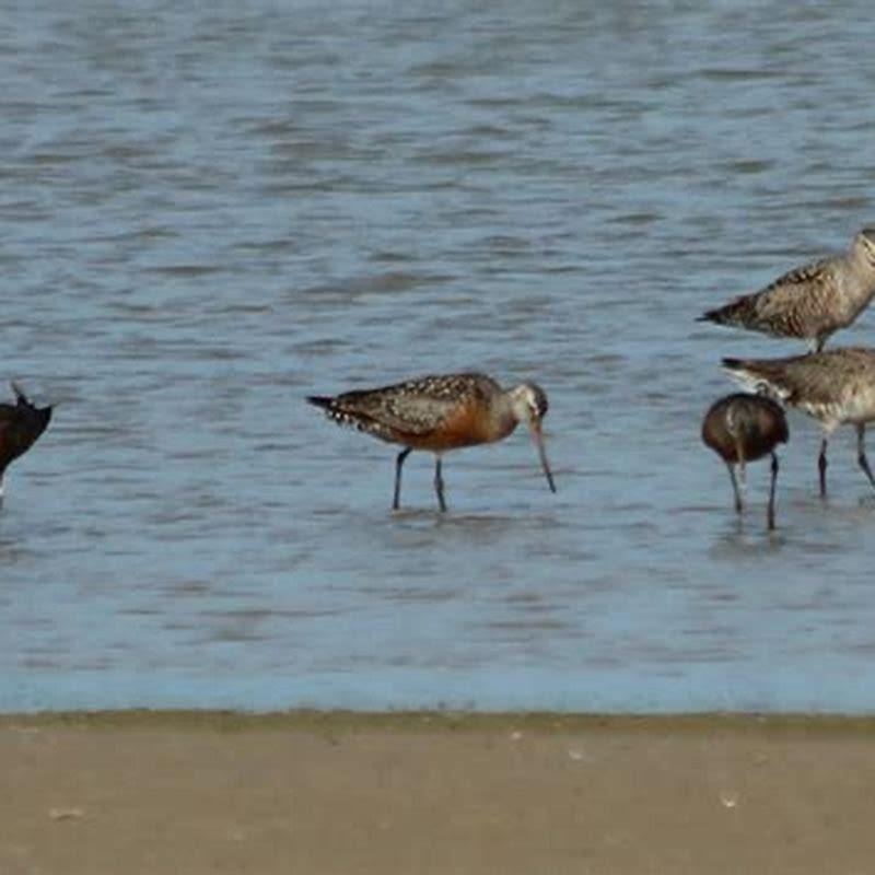 Where do Hudsonian godwits breed?