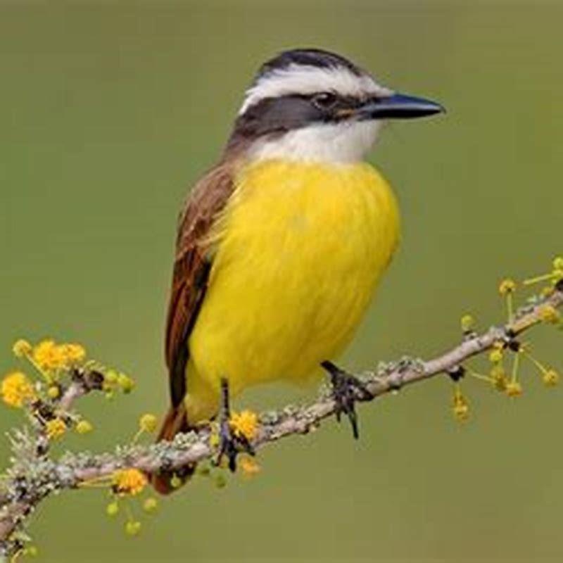 Where do kiskadee birds live?
