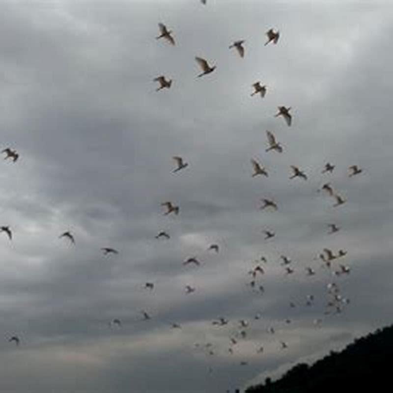 Where do local birds go during a hurricane?