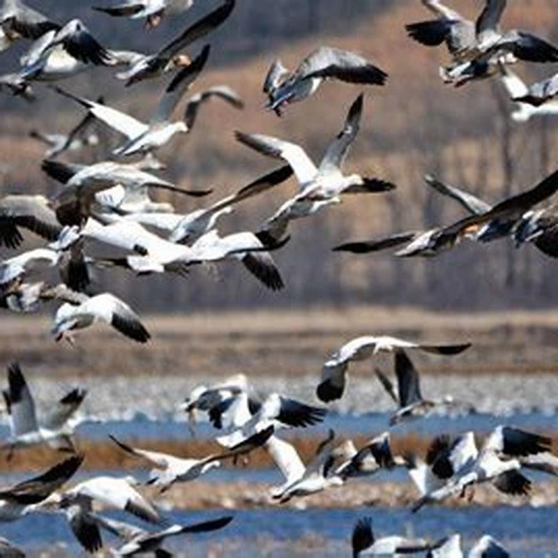 Where do most birds migrate to in the winter?