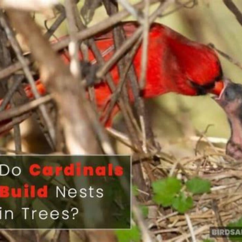 Where do red cardinals build their nests?