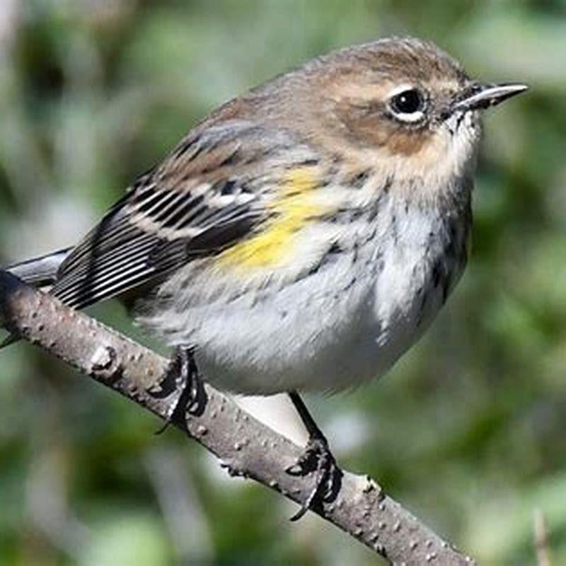 Where do red warblers live? - DIY Seattle