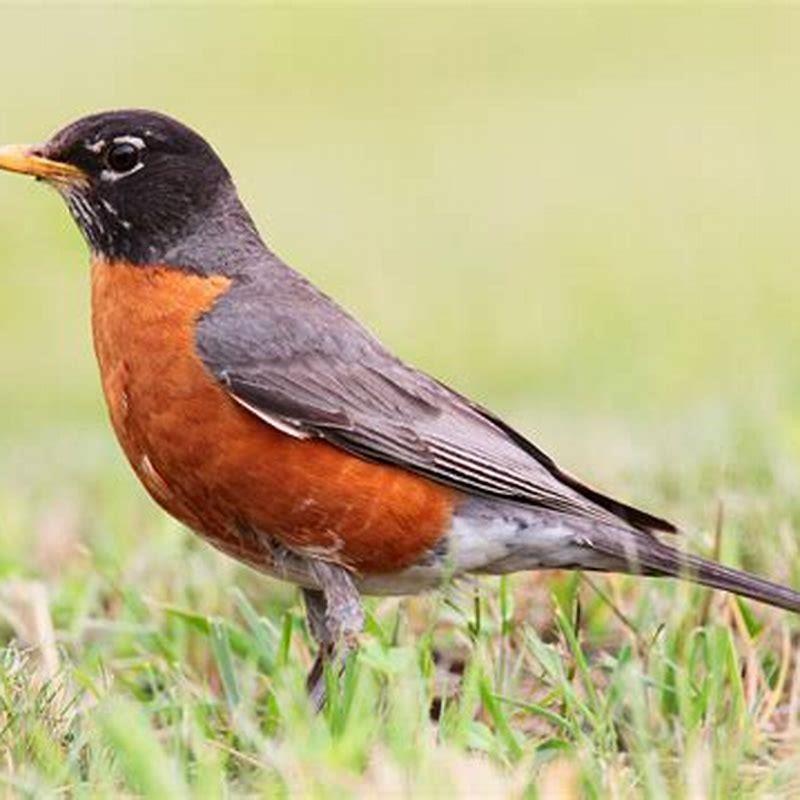 Where do robin birds live?