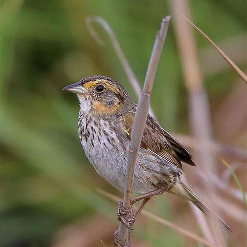 Where do saltmarsh sparrows live?