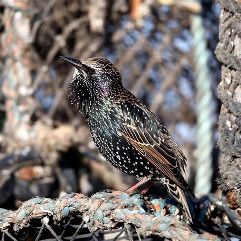Where do starlings like to live?