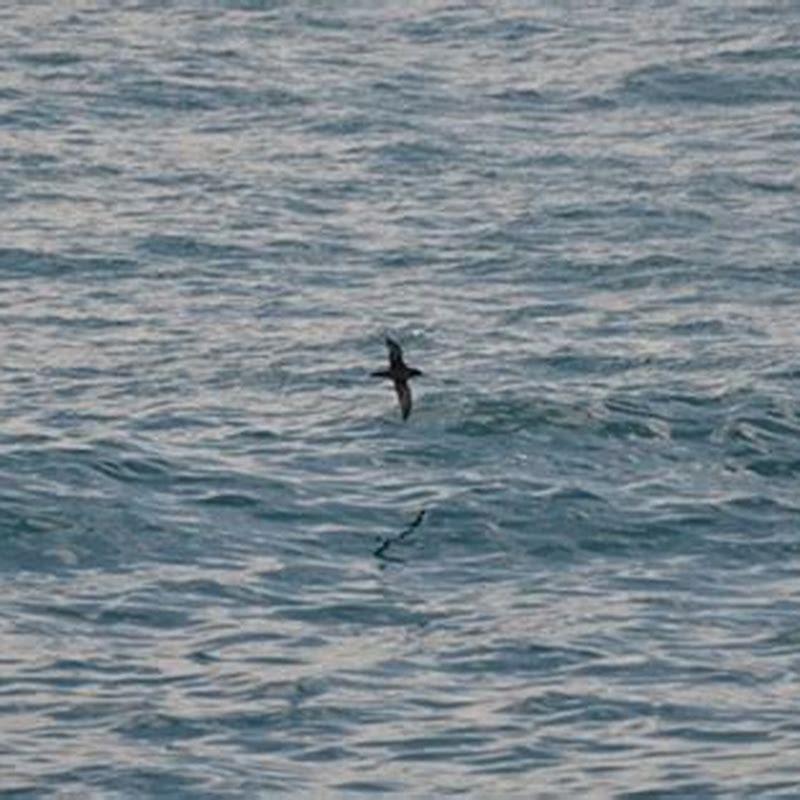 Where do Storm-Petrels live to avoid predators?
