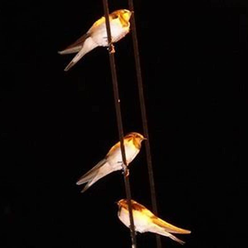 Where do swallows roost?