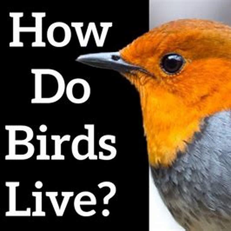 Where do the birds live?