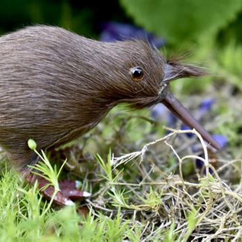 Where do the kiwi birds live?