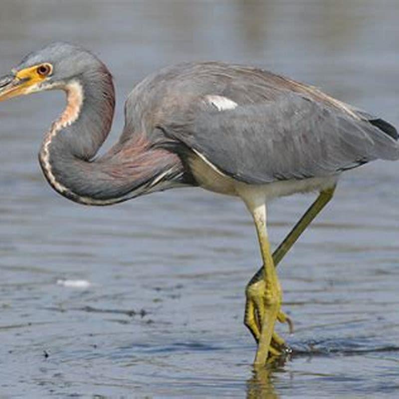 Where do tricolored herons live?