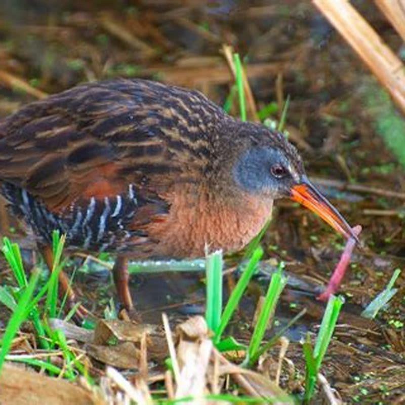 Where do Virginia Rail birds live?