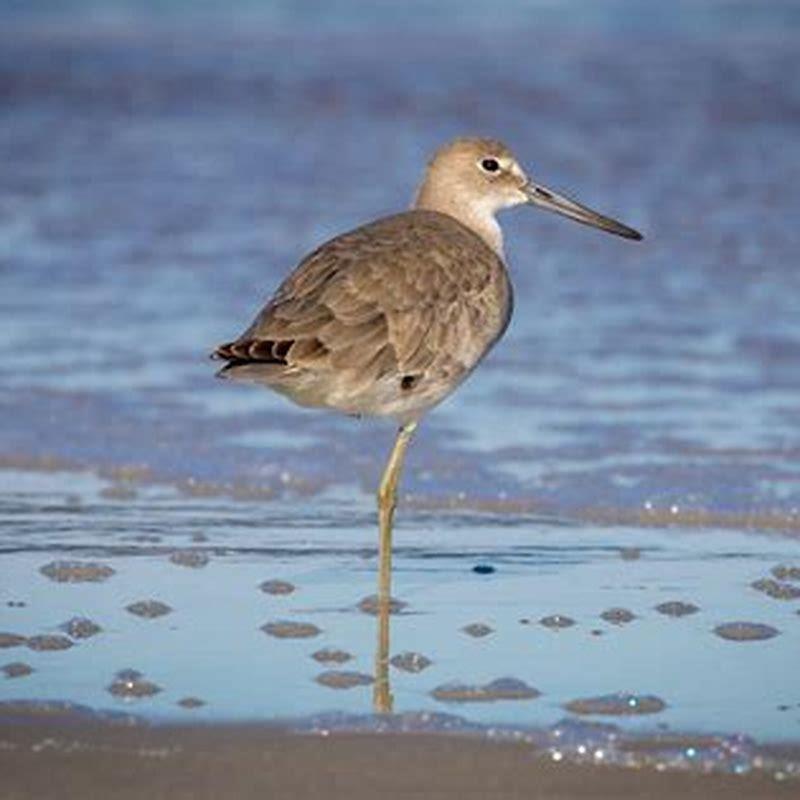 Where do Willet birds live?
