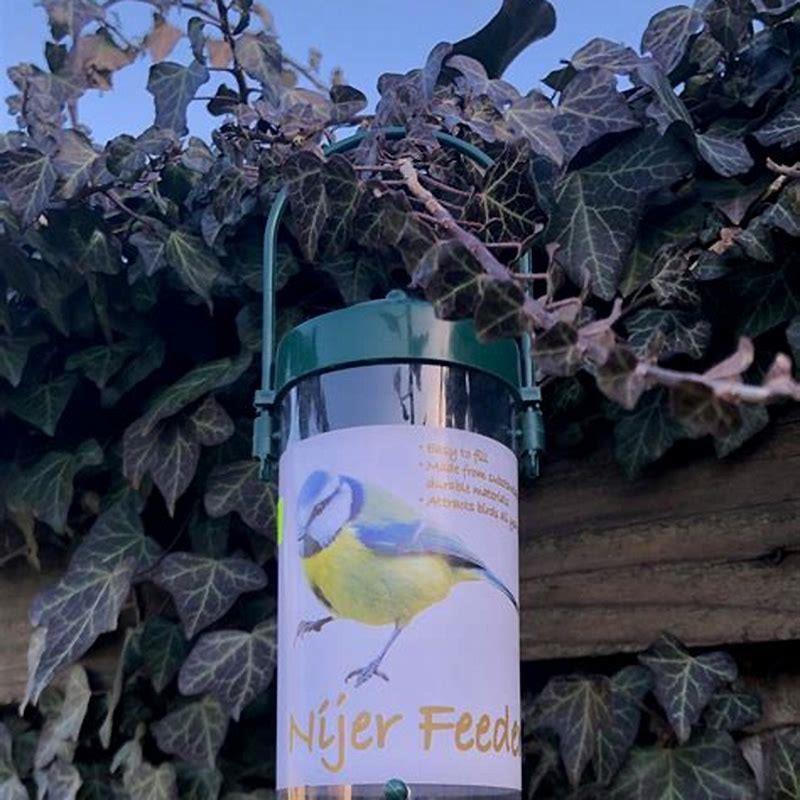 Where do you place a Niger seed feeder? - DIY Seattle