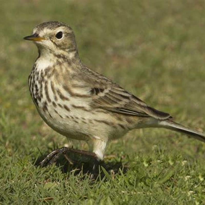 Where does the American pipit live?