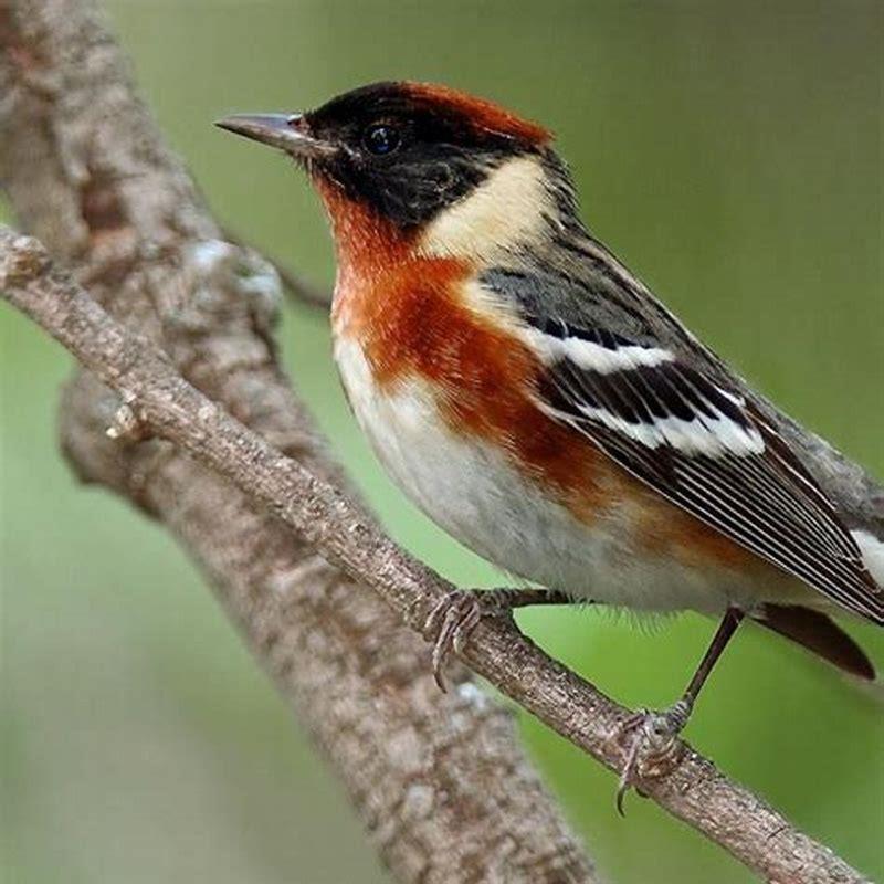Where does the bay-breasted warbler live?