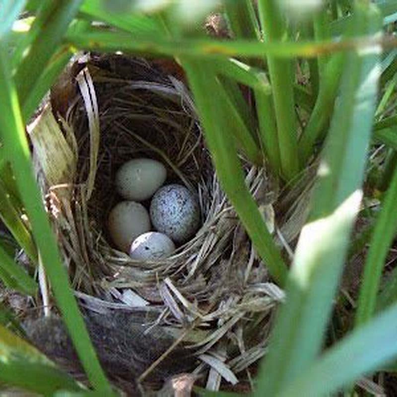 Where does the common yellowthroat nest?