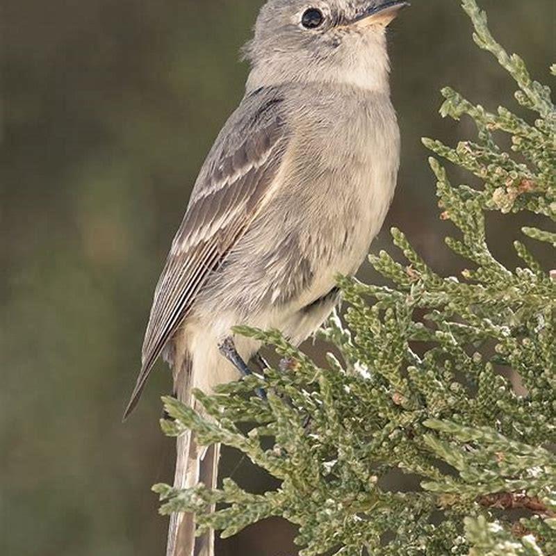 Where does the gray flycatcher live?