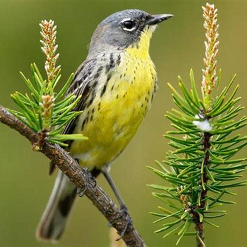 Where does the Kirtland’s warbler live?