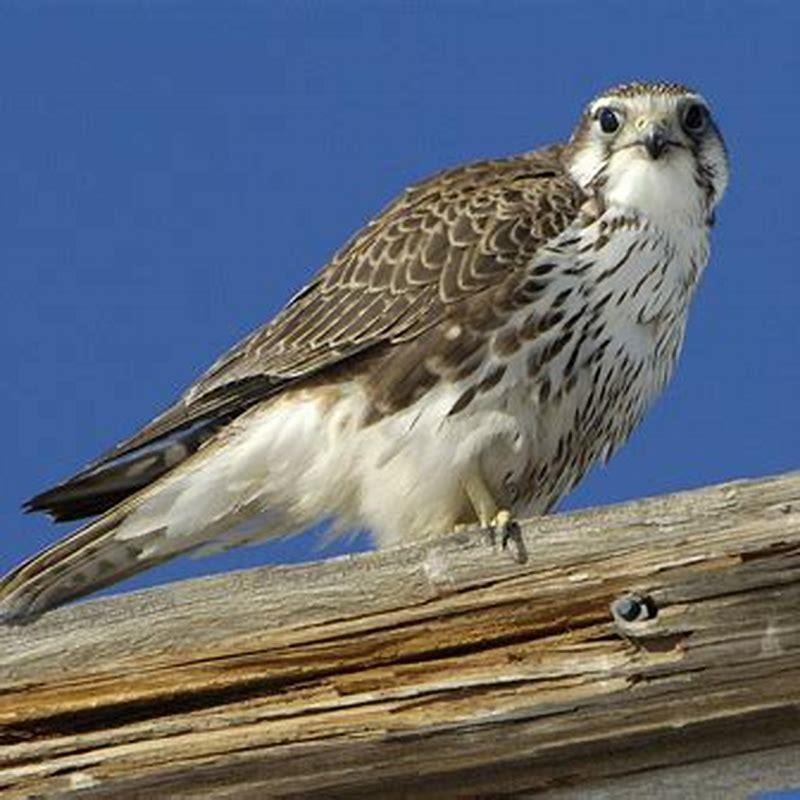 Where does the prairie falcon live?