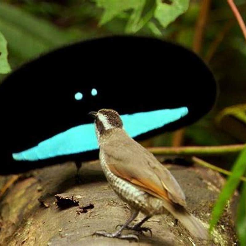 Where does the superb bird of paradise live?