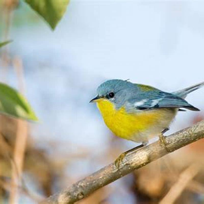 Where does the tropical Parula live?