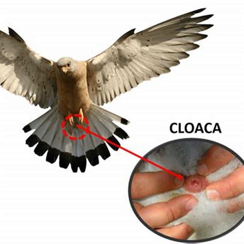 Where is a male birds cloaca?