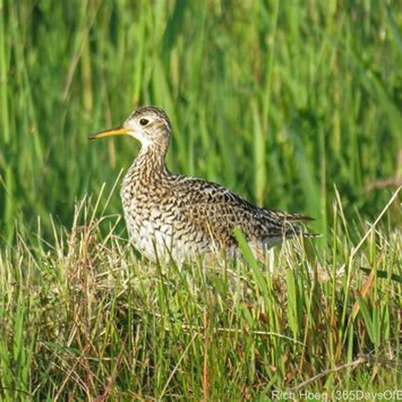 Where is the Upland Sandpiper found?