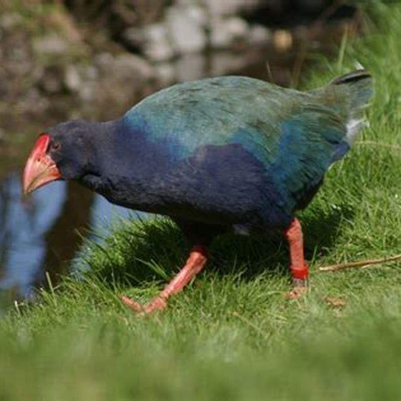 Which bird that Cannot fly?