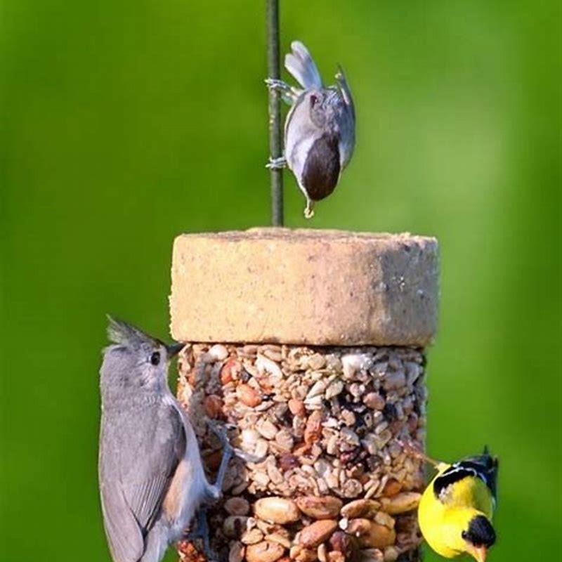 Which birds are biggest jerks at feeders?