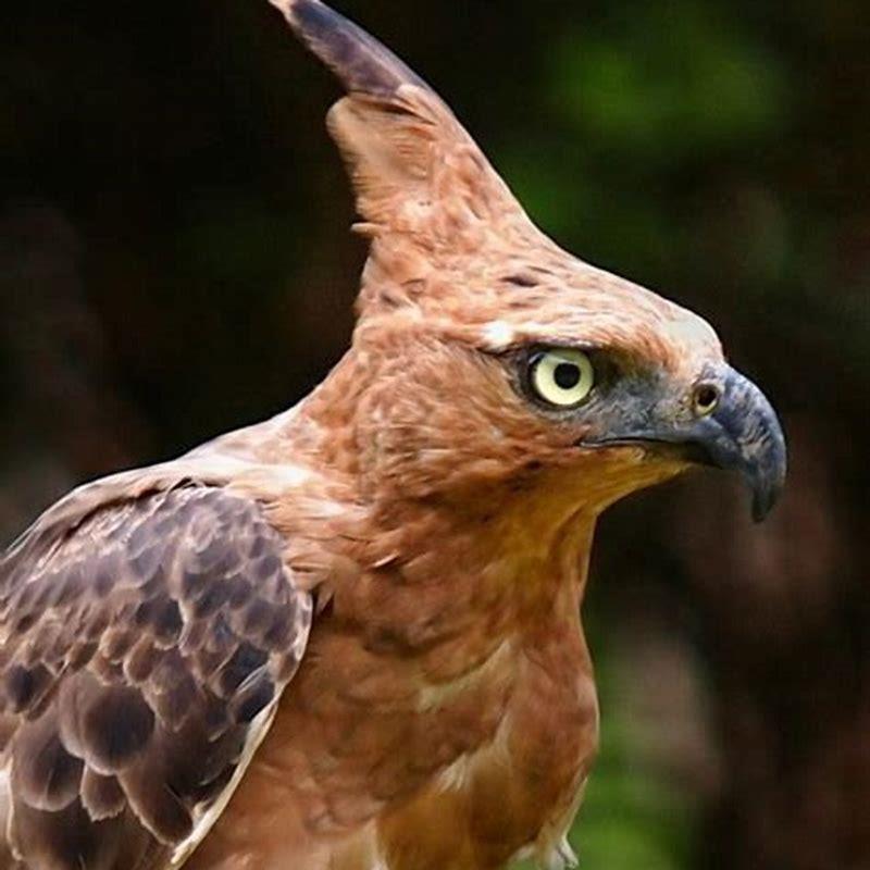 Which birds are called birds of prey?
