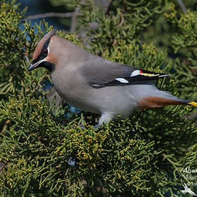 Which birds leave UK for winter?