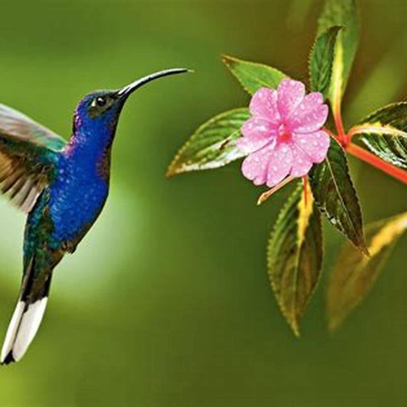 Which hummingbird is the prettiest?