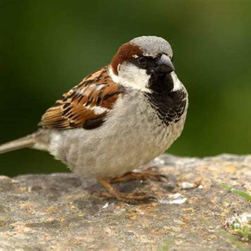 Which is House Sparrow?
