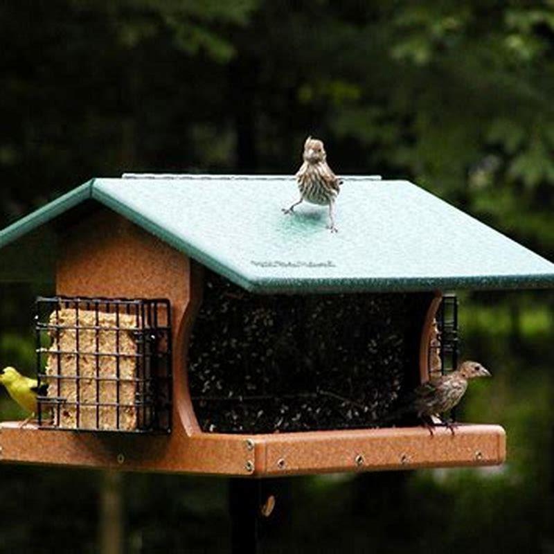Which is the best extra bird?