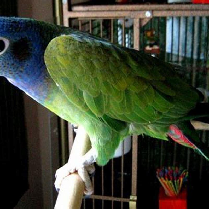 Which is the best parrot?