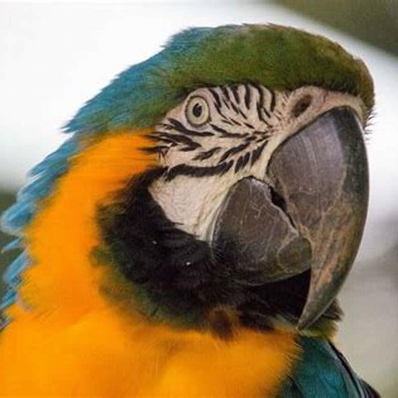 macaw-san-diego-zoo-animals-plants