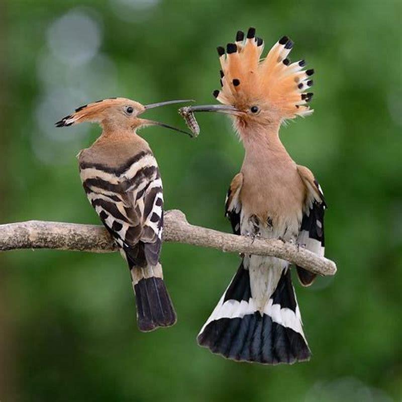 Which of these is a bird?