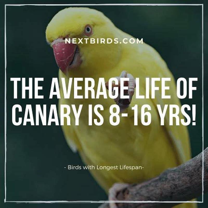 Which pet bird has the longest lifespan?