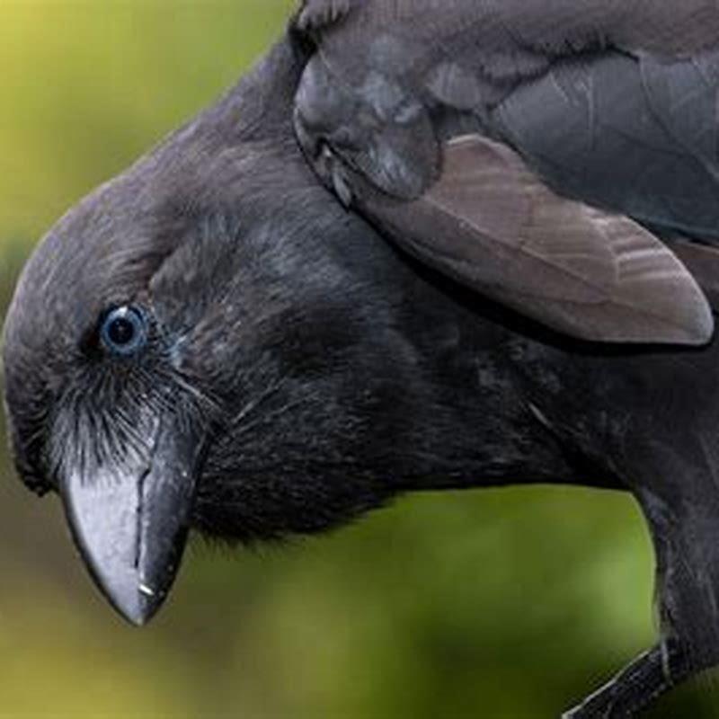 Which type of bird crow is?