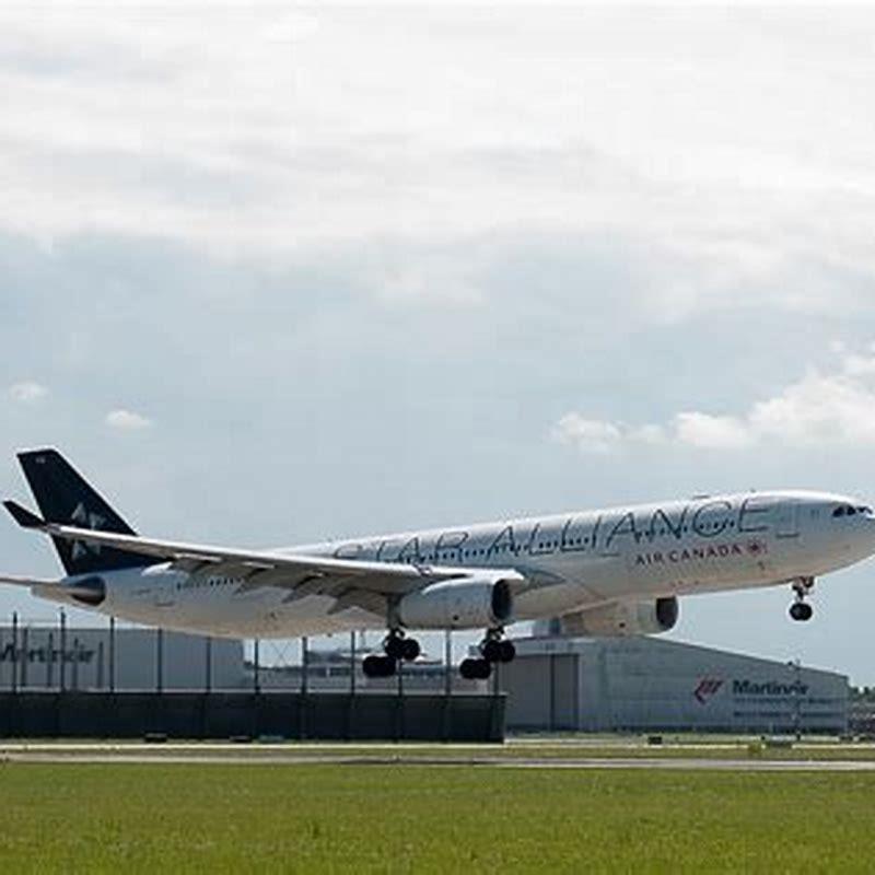 Why are birds attracted to airports?