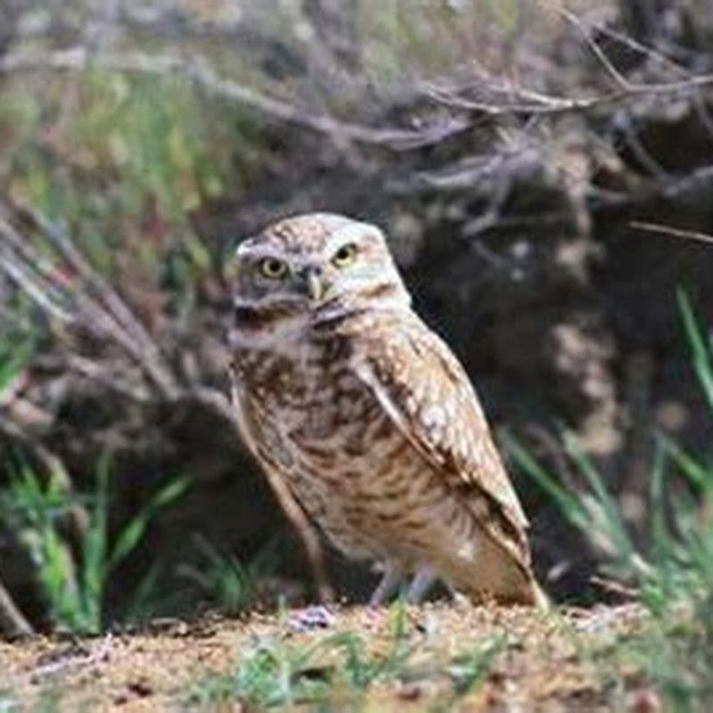 Why are burrowing owls threatened?