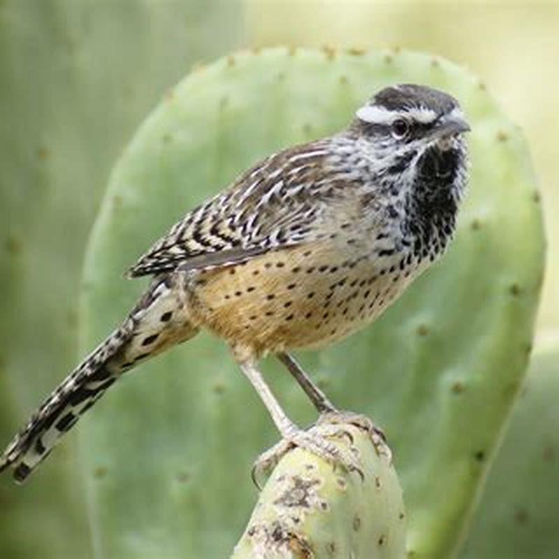 Why are cactus wrens important? - DIY Seattle