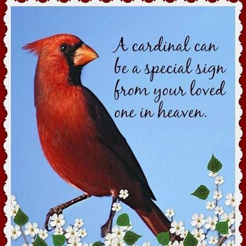 why-are-cardinals-a-sign-from-heaven-diy-seattle