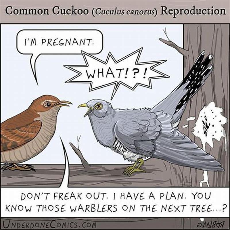 Why are cuckoos evil?
