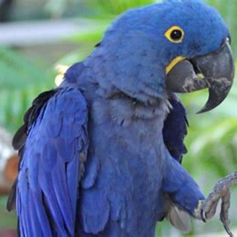 Why are hyacinth macaws expensive?